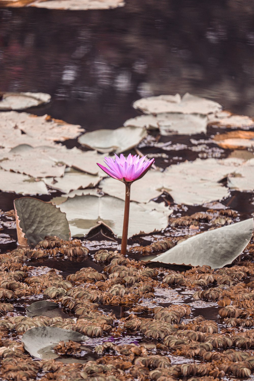 a single purple flower sitting in the middle of a pond