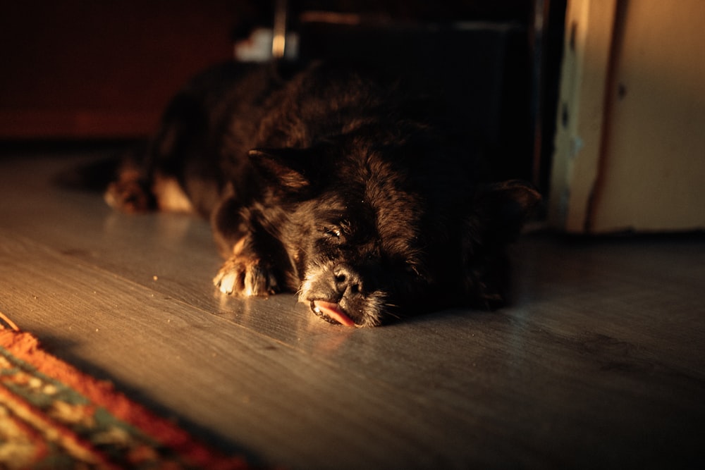 a black dog laying on a wooden floor next to a rug