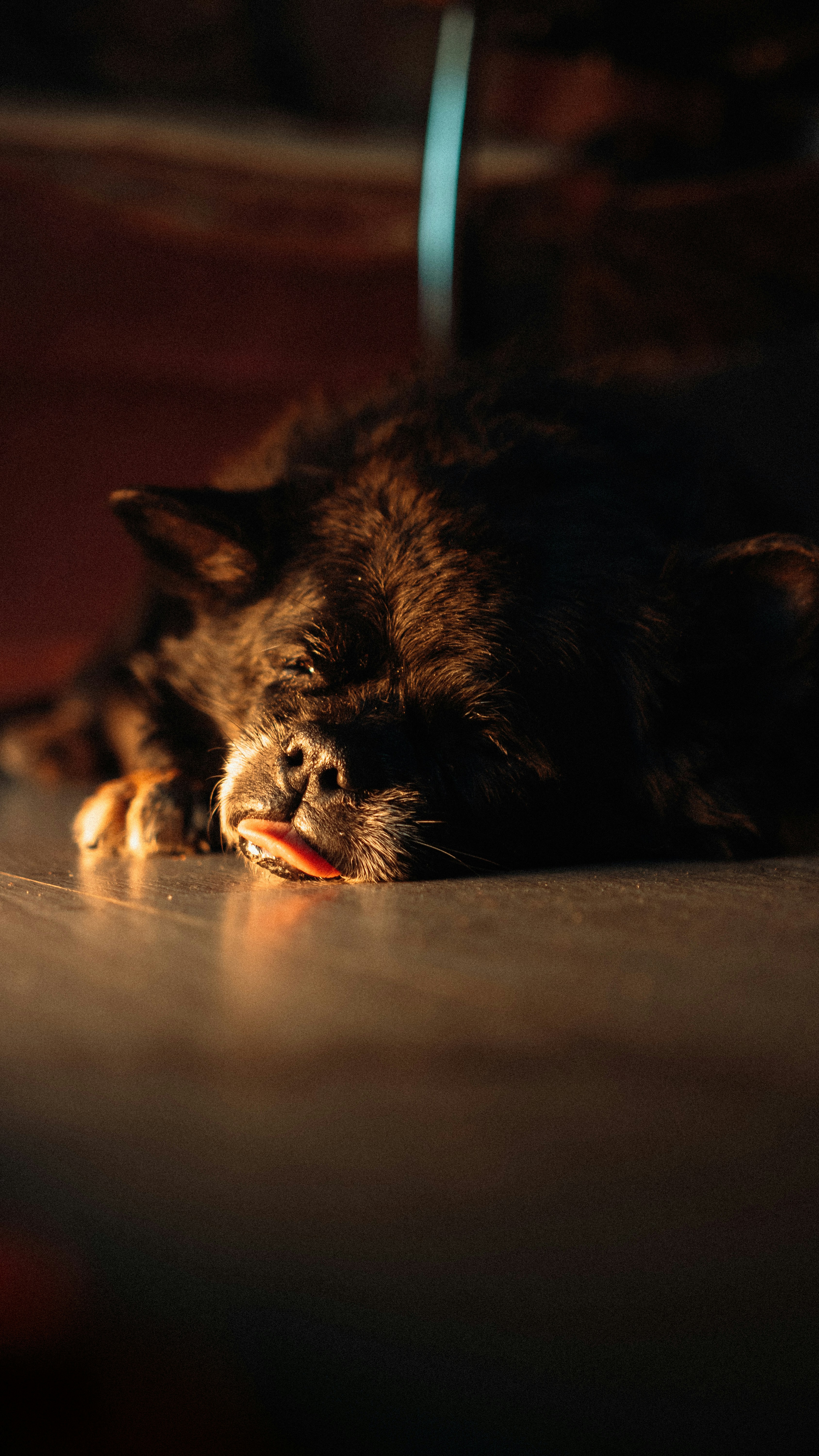 why do dogs sleep with their tongue out