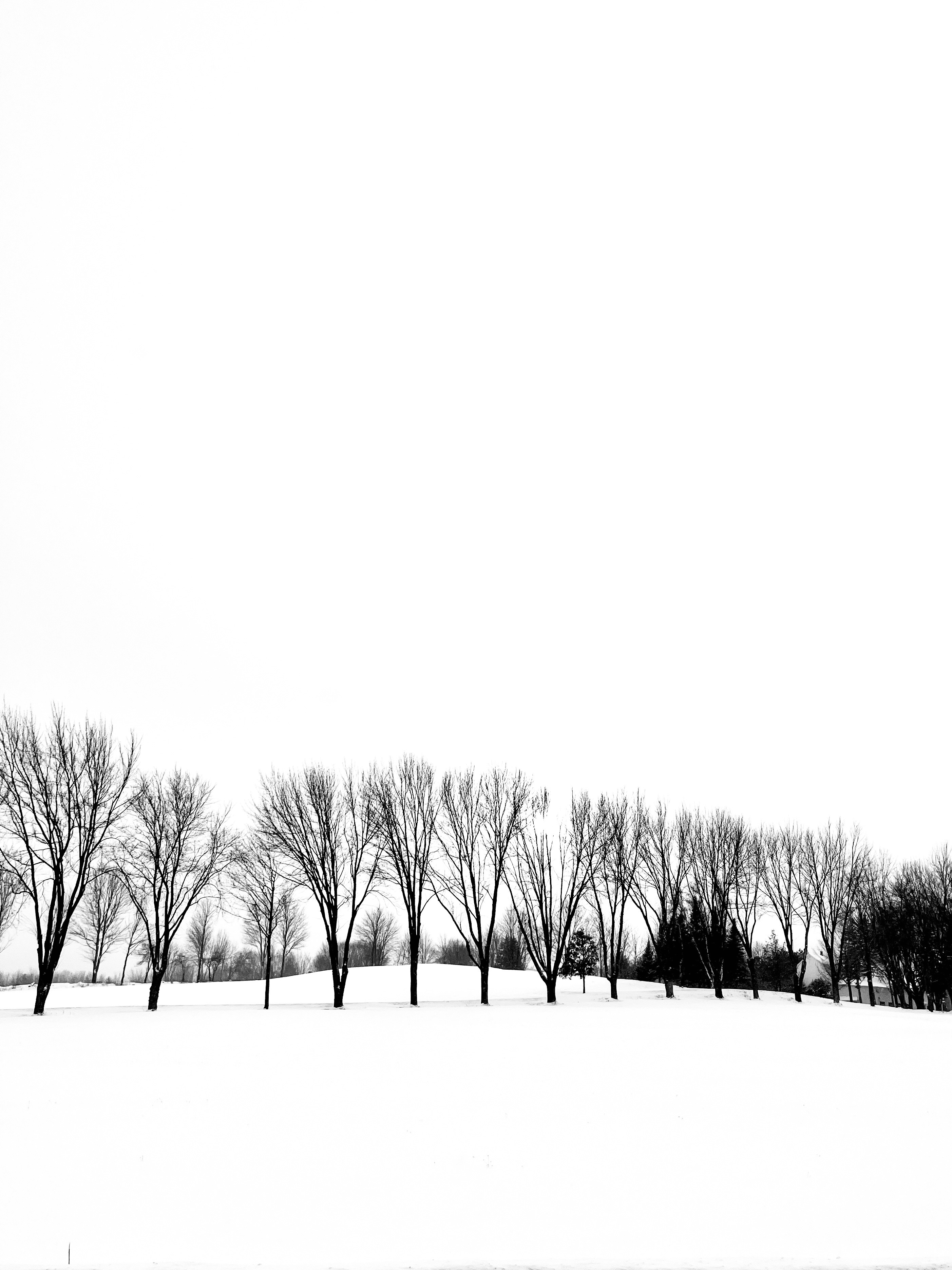 A black and white photo of trees in the snow photo – Free Grey Image on ...
