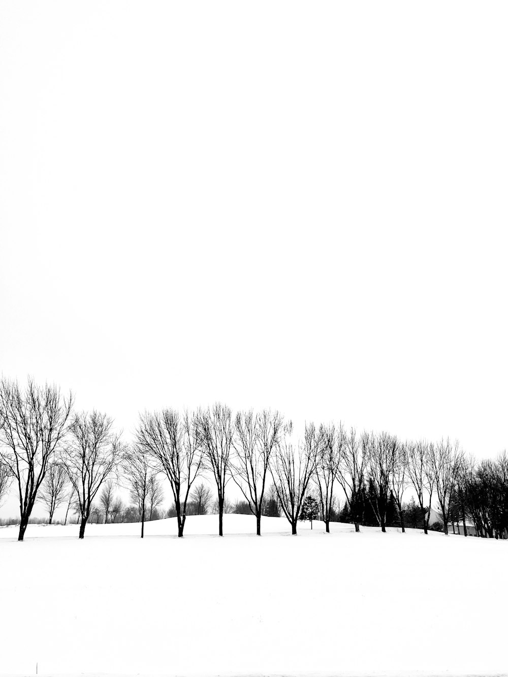 a black and white photo of trees in the snow