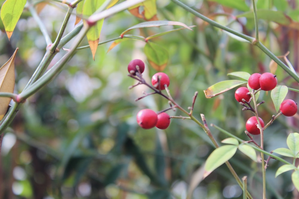 a close up of a bush with berries on it