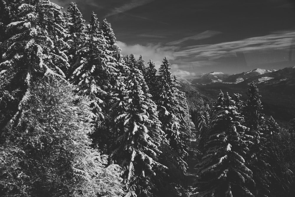 a black and white photo of snow covered trees