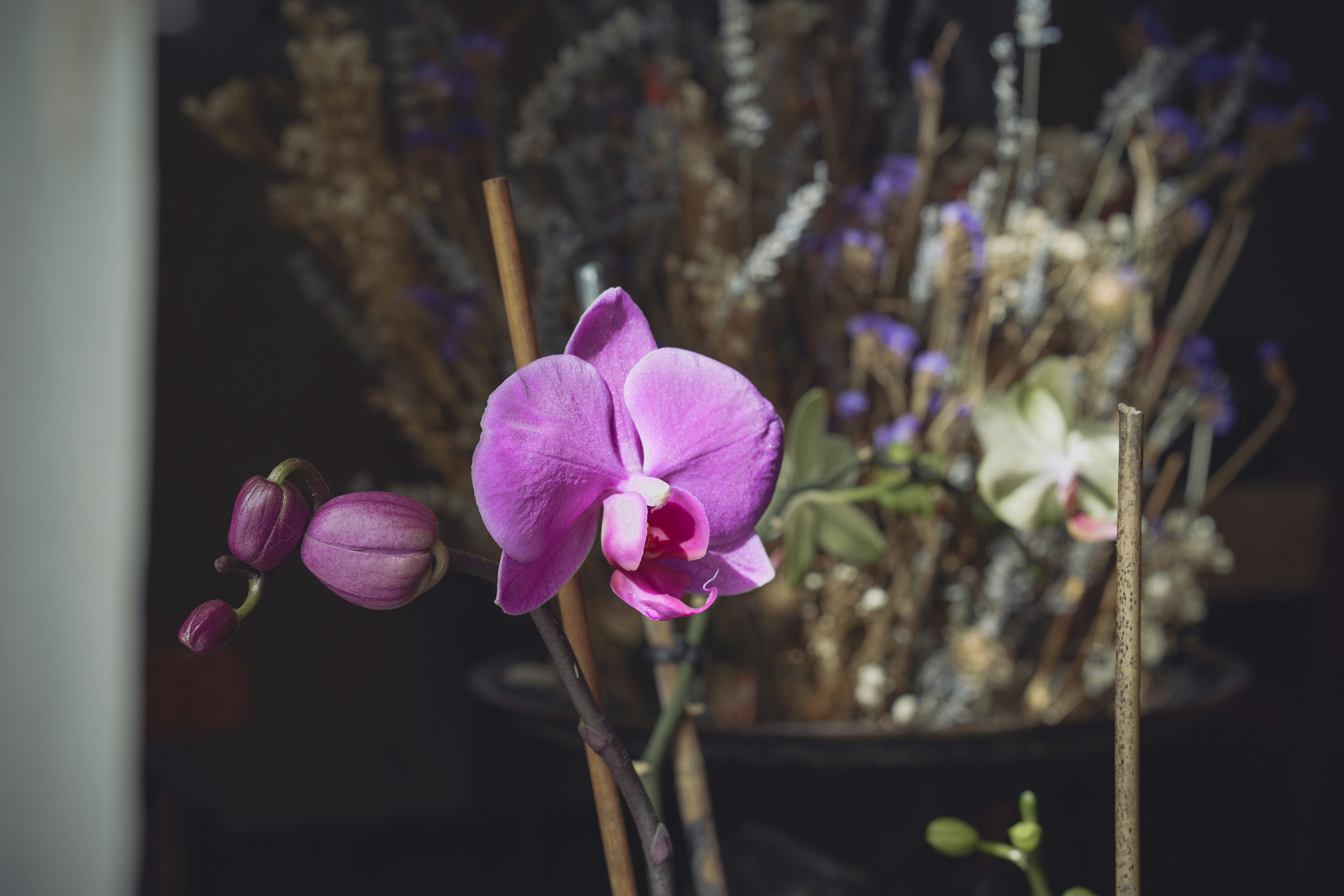 Photo by alexandre22