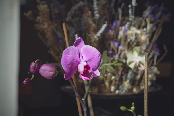 a close up of a purple flower in a vase