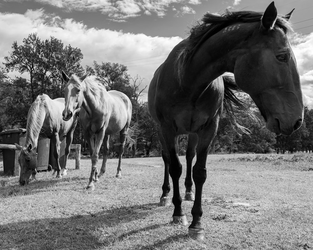 a black and white photo of three horses