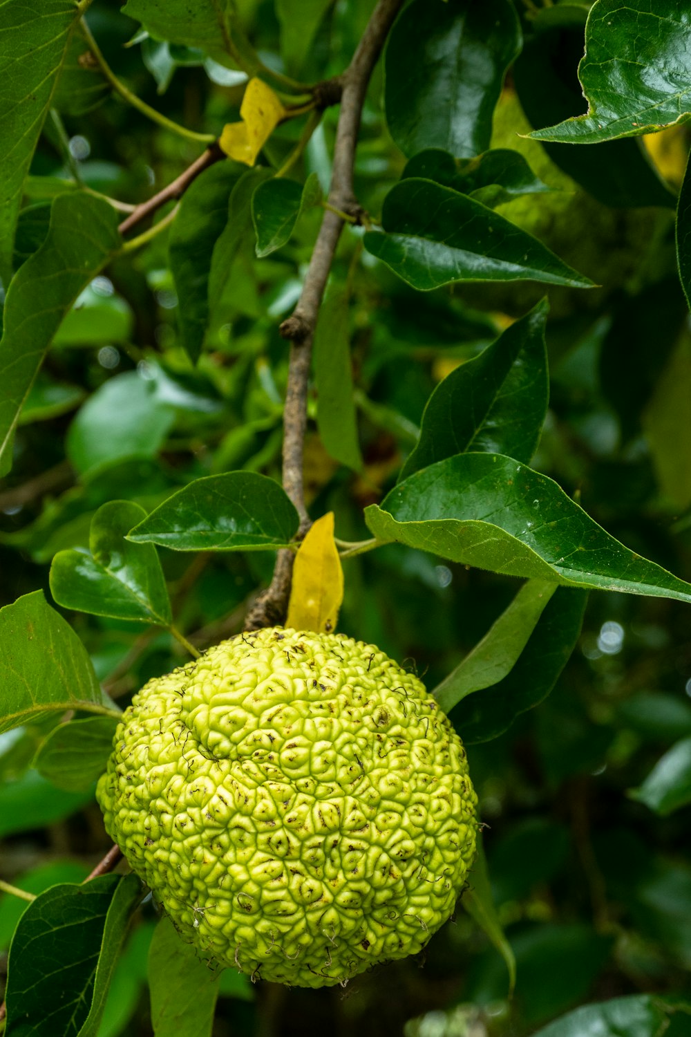 a green fruit hanging from a tree branch