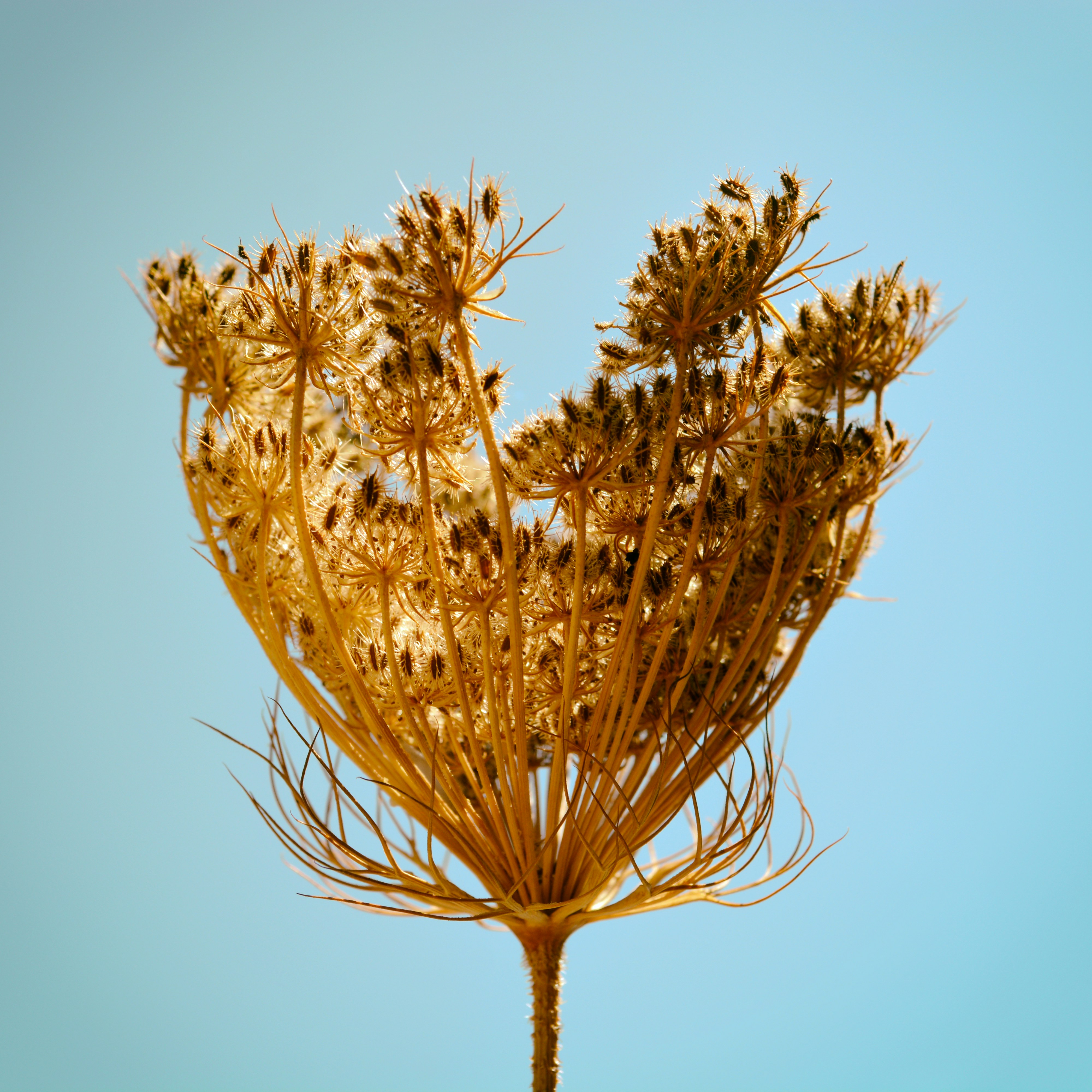 a close up of a plant against a blue sky