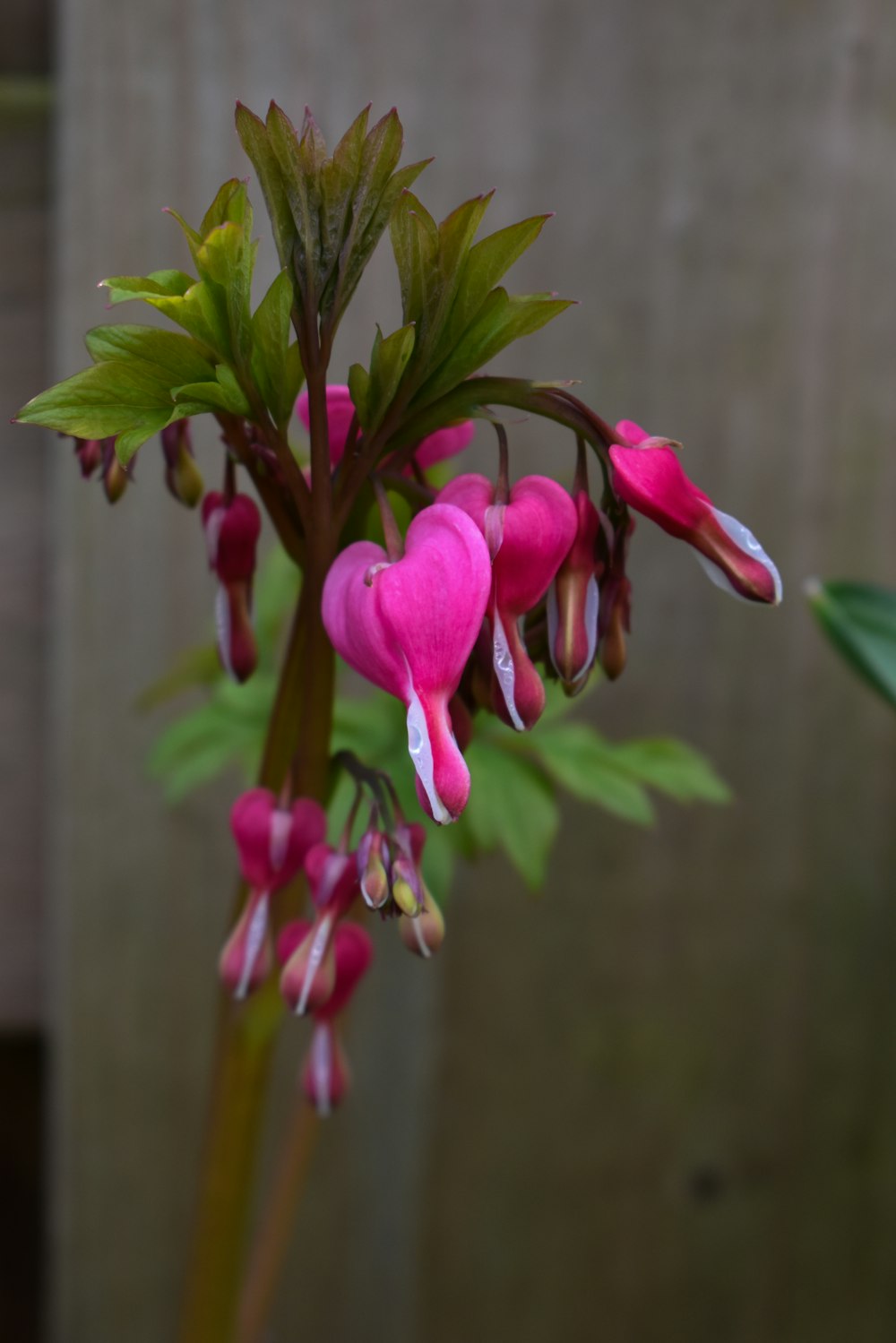 a close up of a pink flower with green leaves