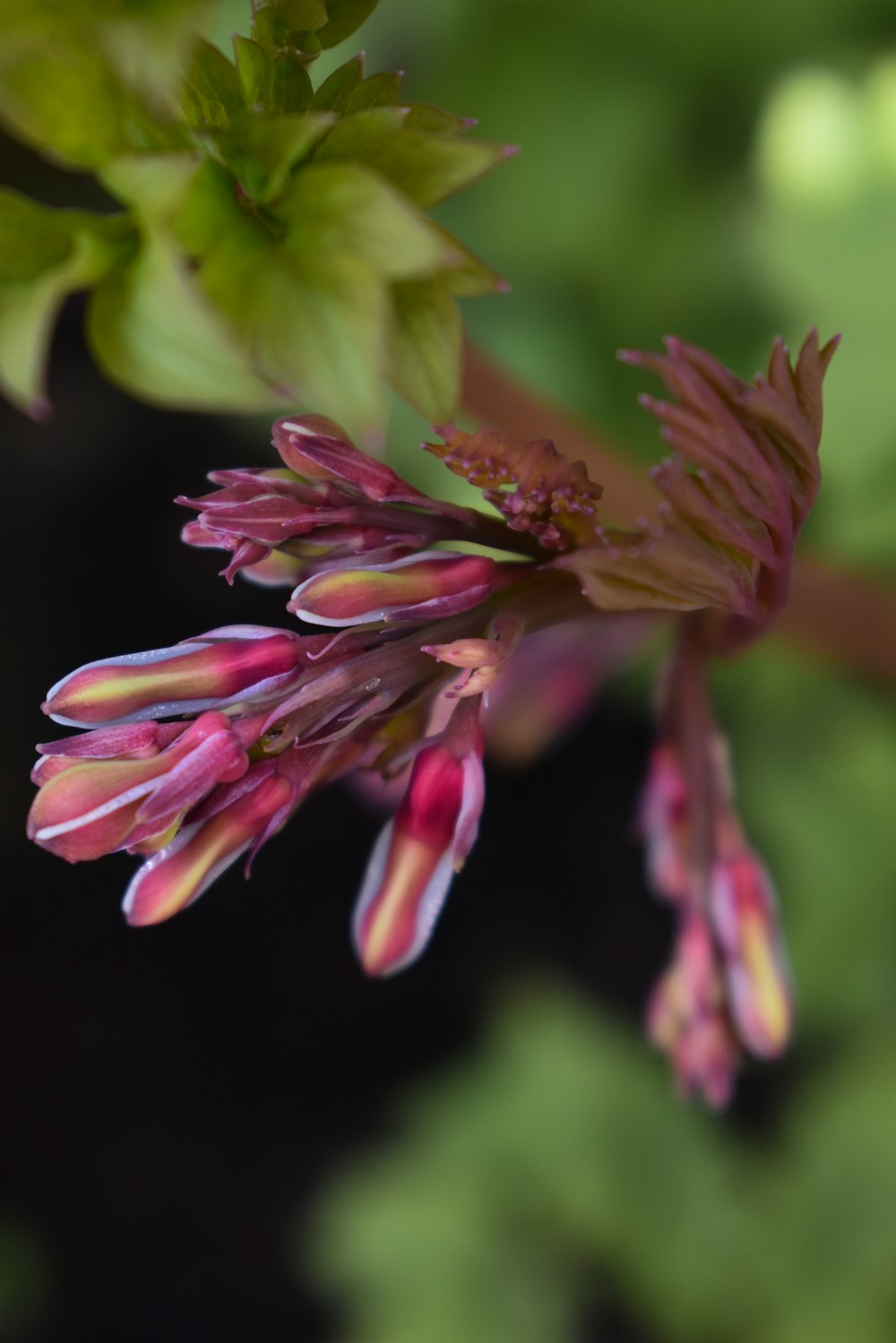 a close up of a flower on a tree branch