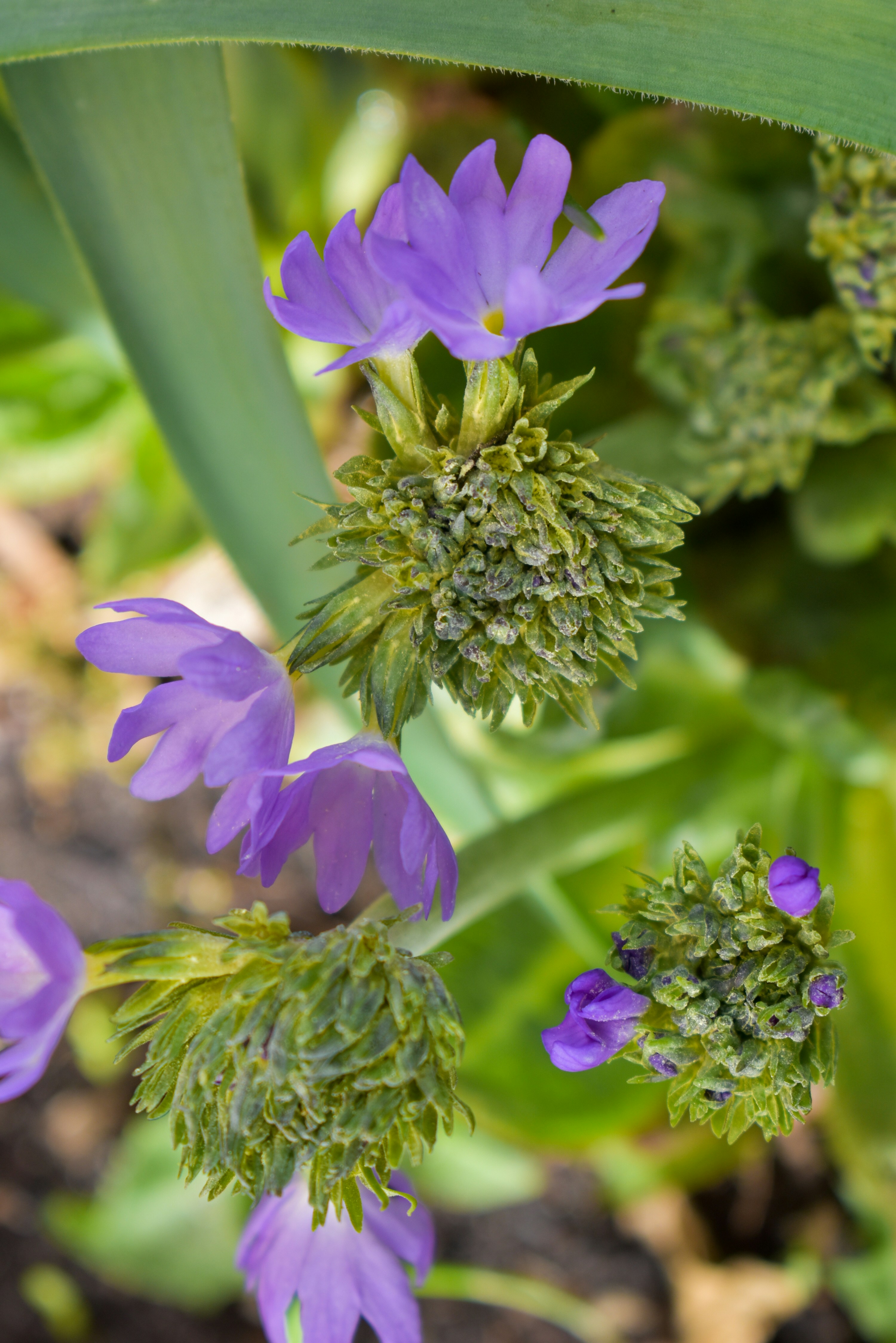 Yay!! Spring has kicked in!! What a joy it is at this time of year. So nice to get some color my the garden again!!