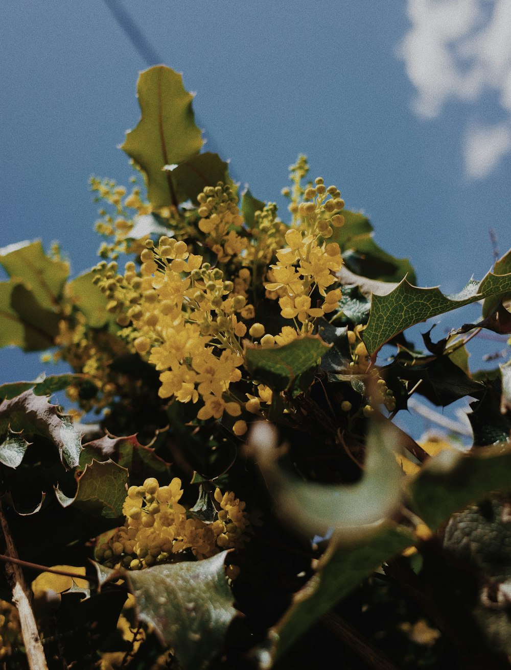 a tree filled with lots of yellow flowers