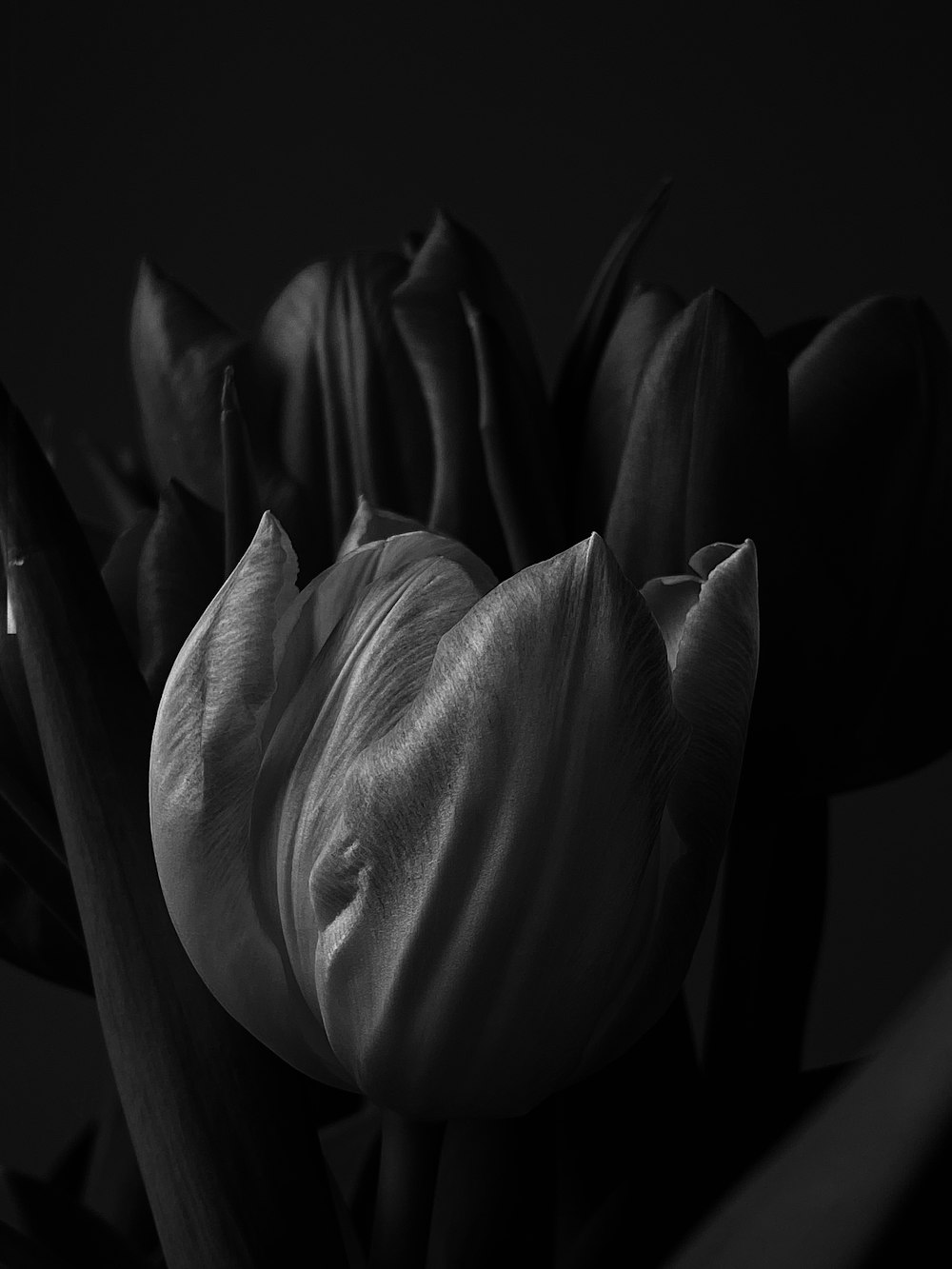 a black and white photo of a tulip