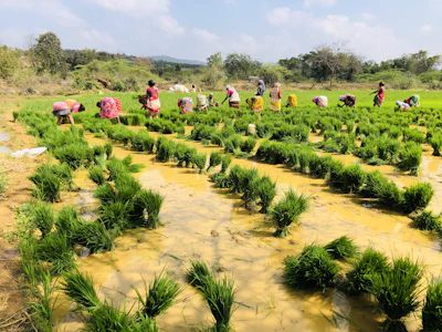 A group of Mallah farmers smiling and working together in a lush green pond field.