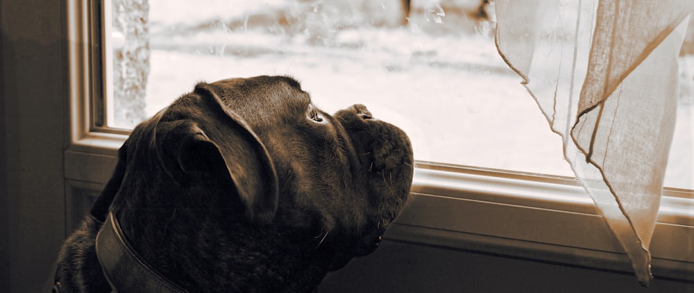 a dog looking out a window at the outside