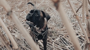 A black dog wearing a harness stands among dry, light brown reeds and grass. The dog appears to be alert or attentive, with its head slightly raised and turned.