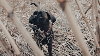 A black dog wearing a harness stands among dry, light brown reeds and grass. The dog appears to be alert or attentive, with its head slightly raised and turned.