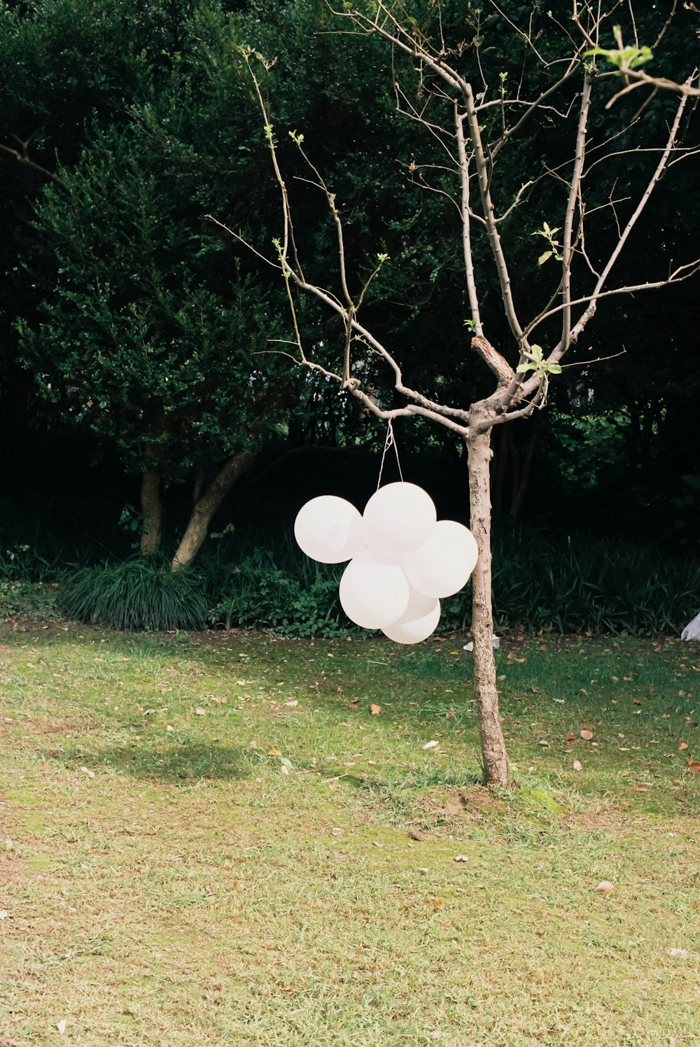 a tree with white balloons attached to it