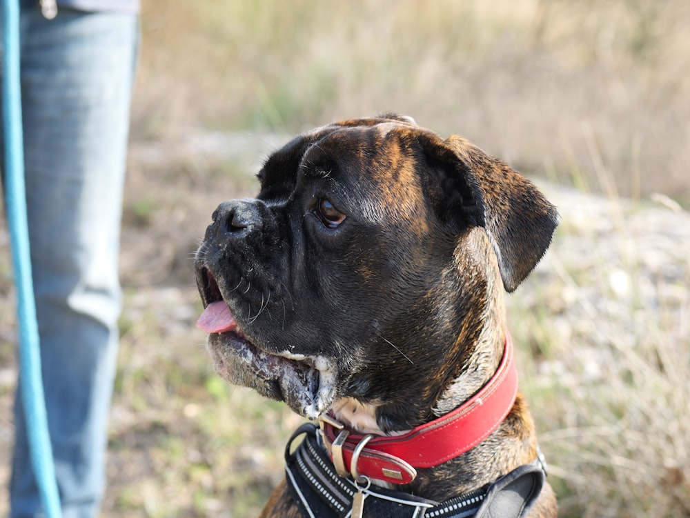 a dog is wearing a red collar and leash