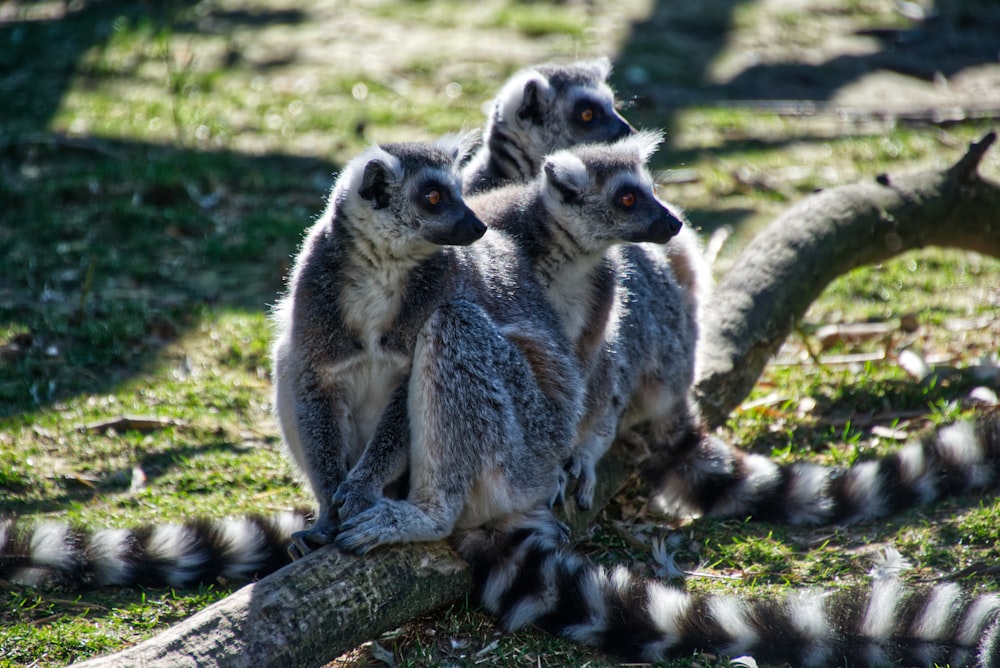 three ring tailed lemurs sitting on a tree branch