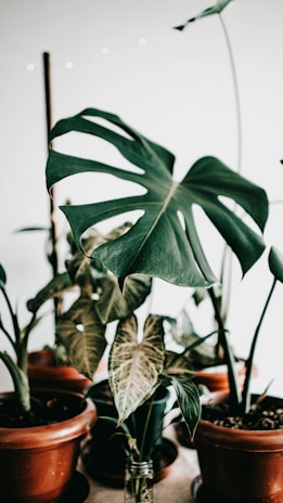 A collection of lush green plants with large, broad leaves is potted in terracotta containers. The focal point is a plant with a split, wavy-edged leaf. Soft, warm lighting enhances the earthy tones of the pots and the vibrant green of the foliage. The background is minimal, emphasizing the plants.