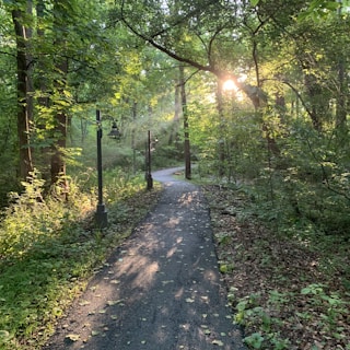 the sun shines through the trees in the woods