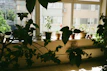 Wooden window plant shelf holding a variety of potted plants, bathed in warm sunlight.
