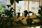 Wooden window plant shelf holding a variety of potted plants, bathed in warm sunlight.