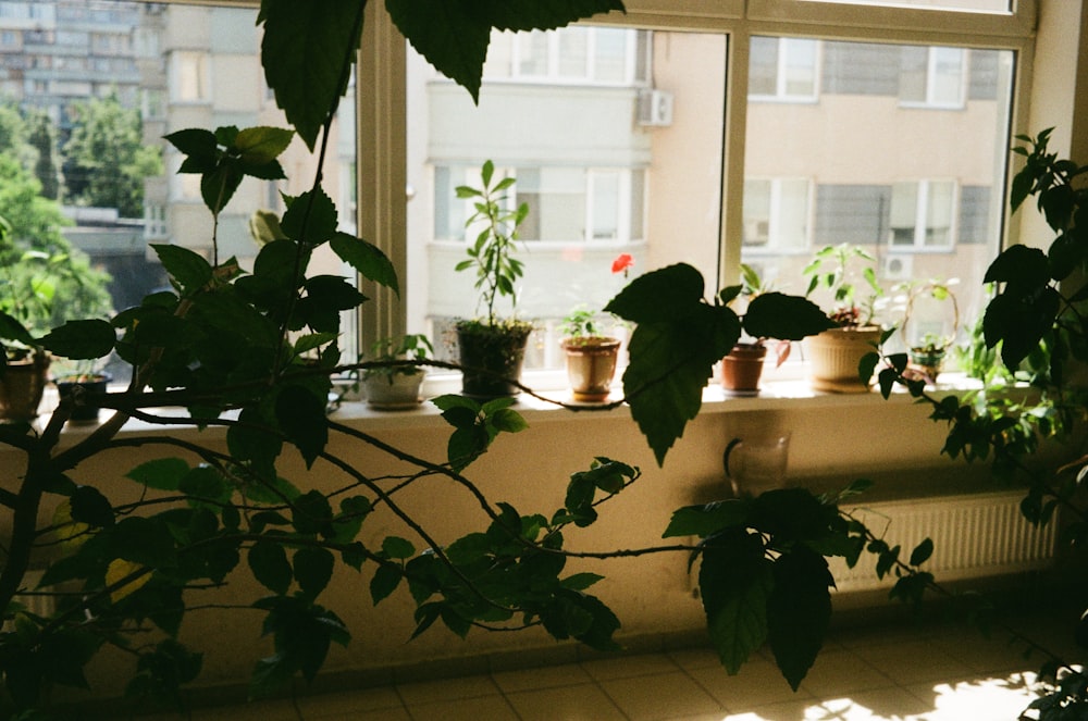 a window sill filled with potted plants next to a window