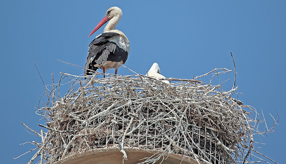 a stork is sitting on top of a nest
