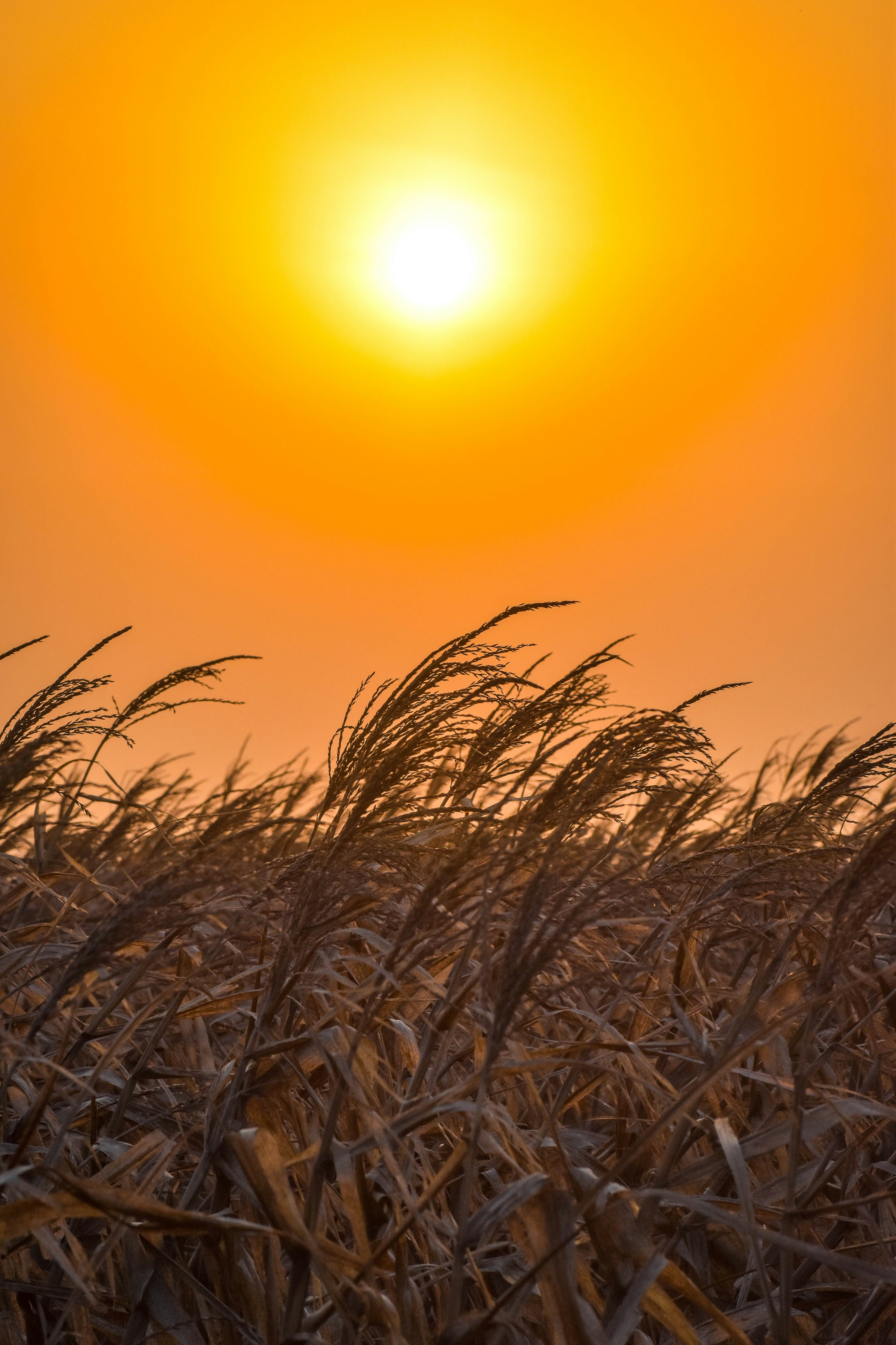 옥수수 밭 위로 해가 지고 있다 사진 – Unsplash의 무료 해돋이 이미지, image size:3000x4500