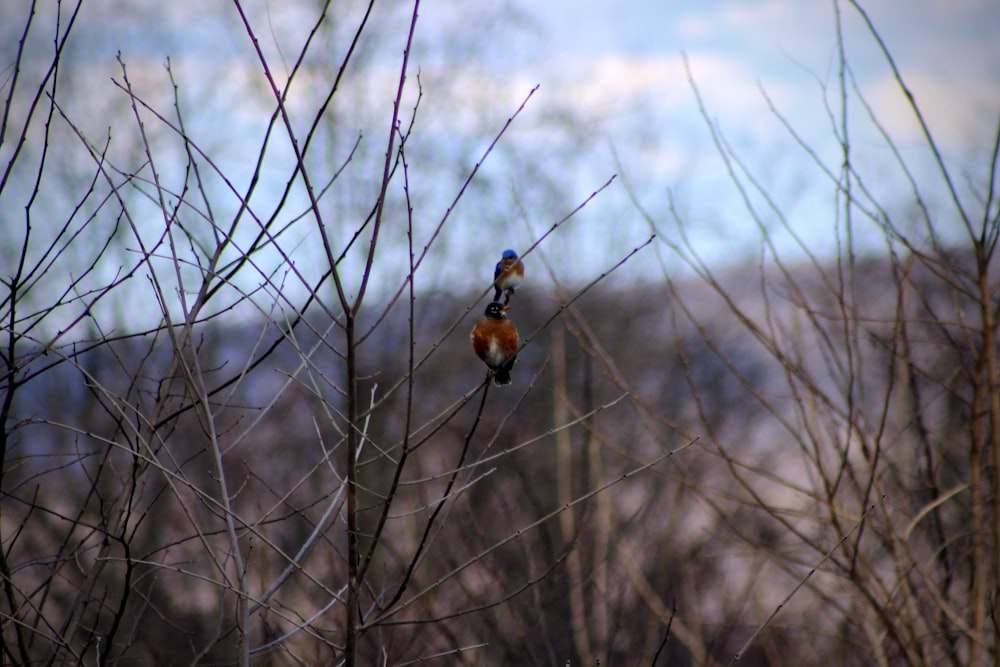 a small bird sitting on a branch in a tree