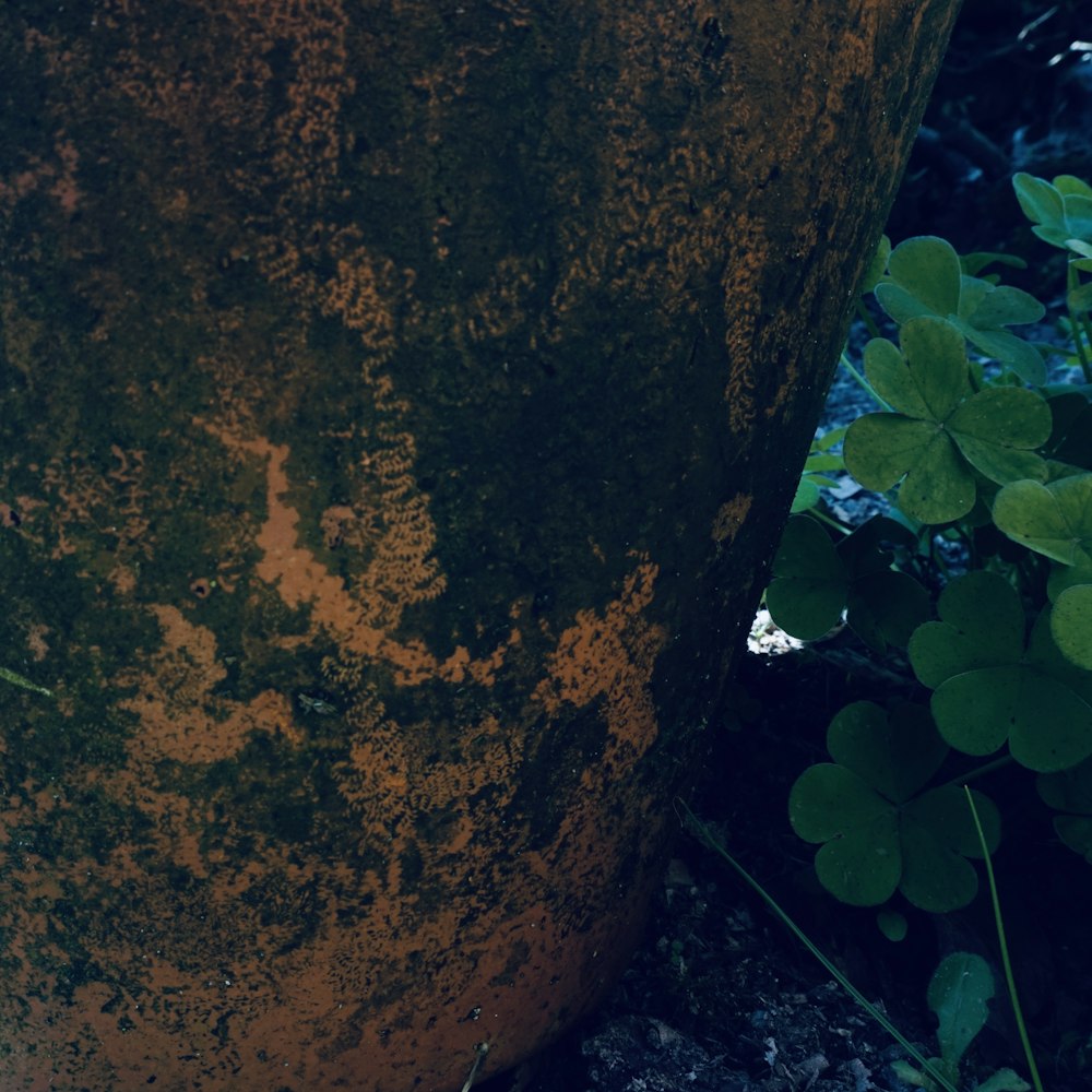 a rusted metal pole with a plant growing out of it