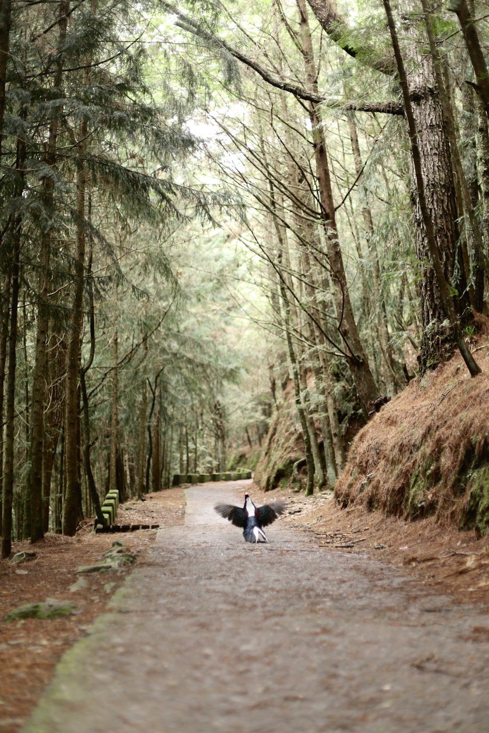 a person walking down a path in the woods