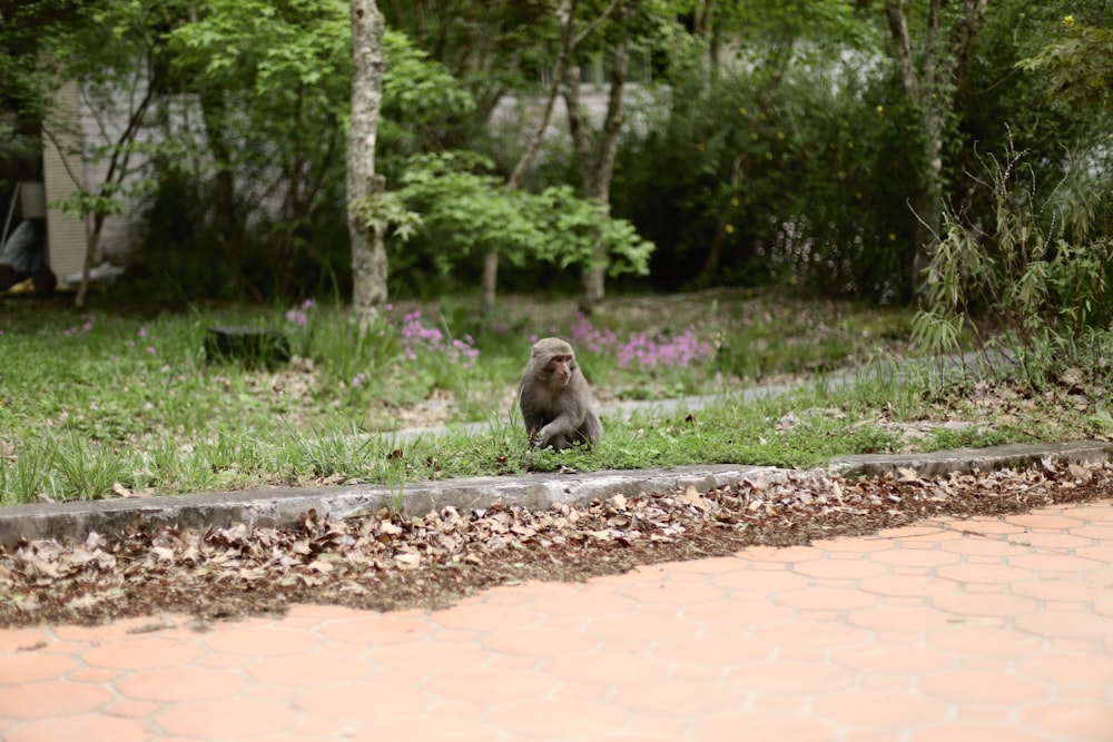 a monkey sitting on the side of a road