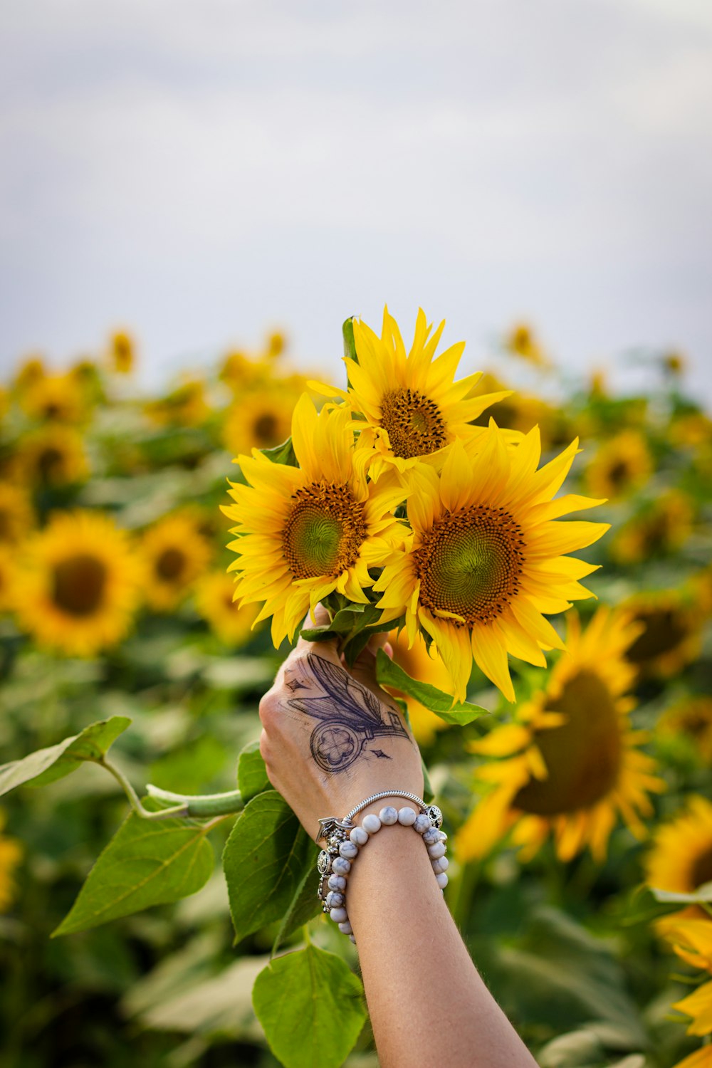 a hand holding a bunch of sunflowers in a field