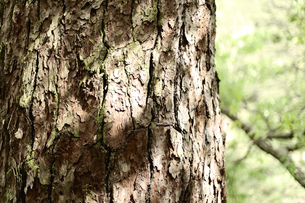 a close up of the bark of a tree