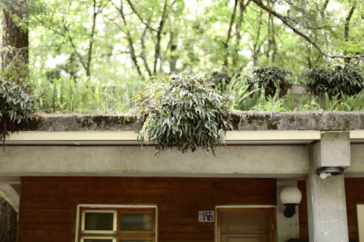 A concrete building with a flat roof covered in lush green vegetation and ferns. The structure features wooden walls and a light fixture. Trees and greenery can be seen in the background.