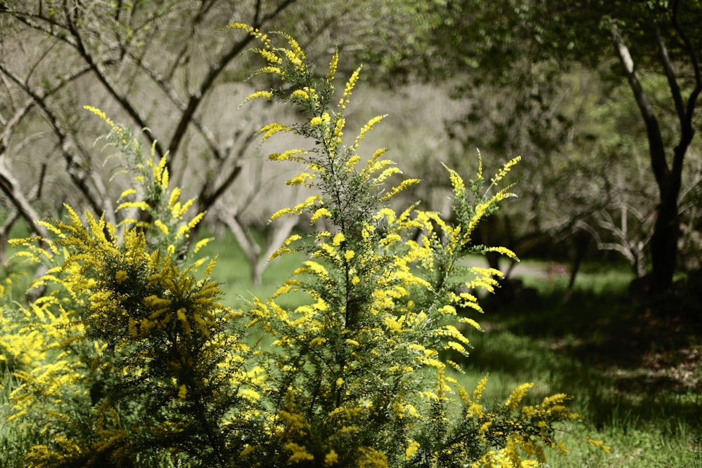 a bush with yellow flowers in a grassy area