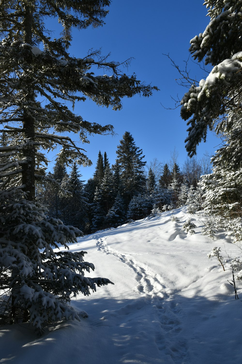 a trail in the snow between some trees