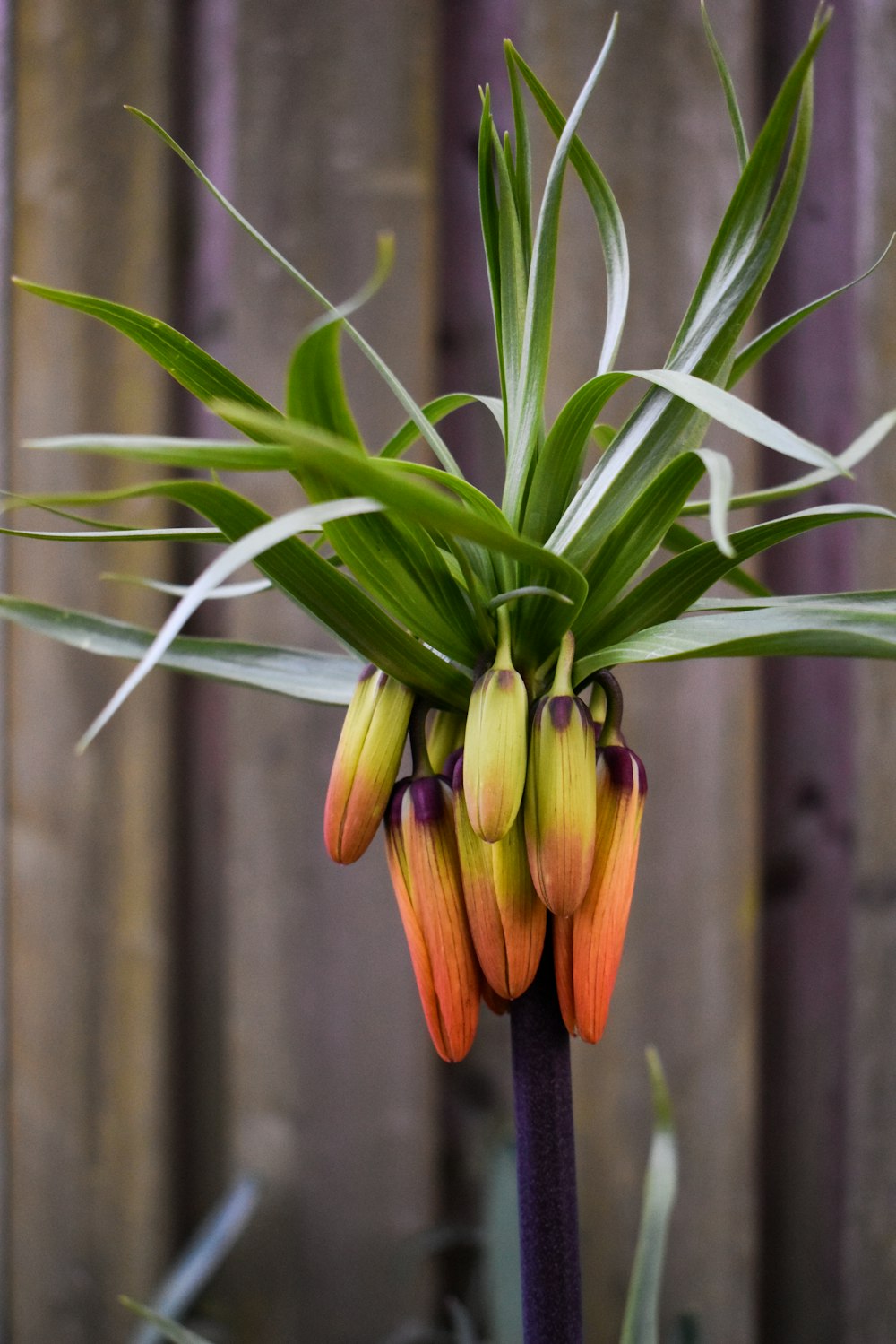 a close up of a flower on a plant