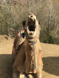A camel with an open mouth appears to be making a vocal sound while lying down on a dirt surface. The camel is adorned with a colorful saddle and a rope that is tied around its neck. In the background, there are blurred trees and some rustic equipment, indicating an outdoor setting.
