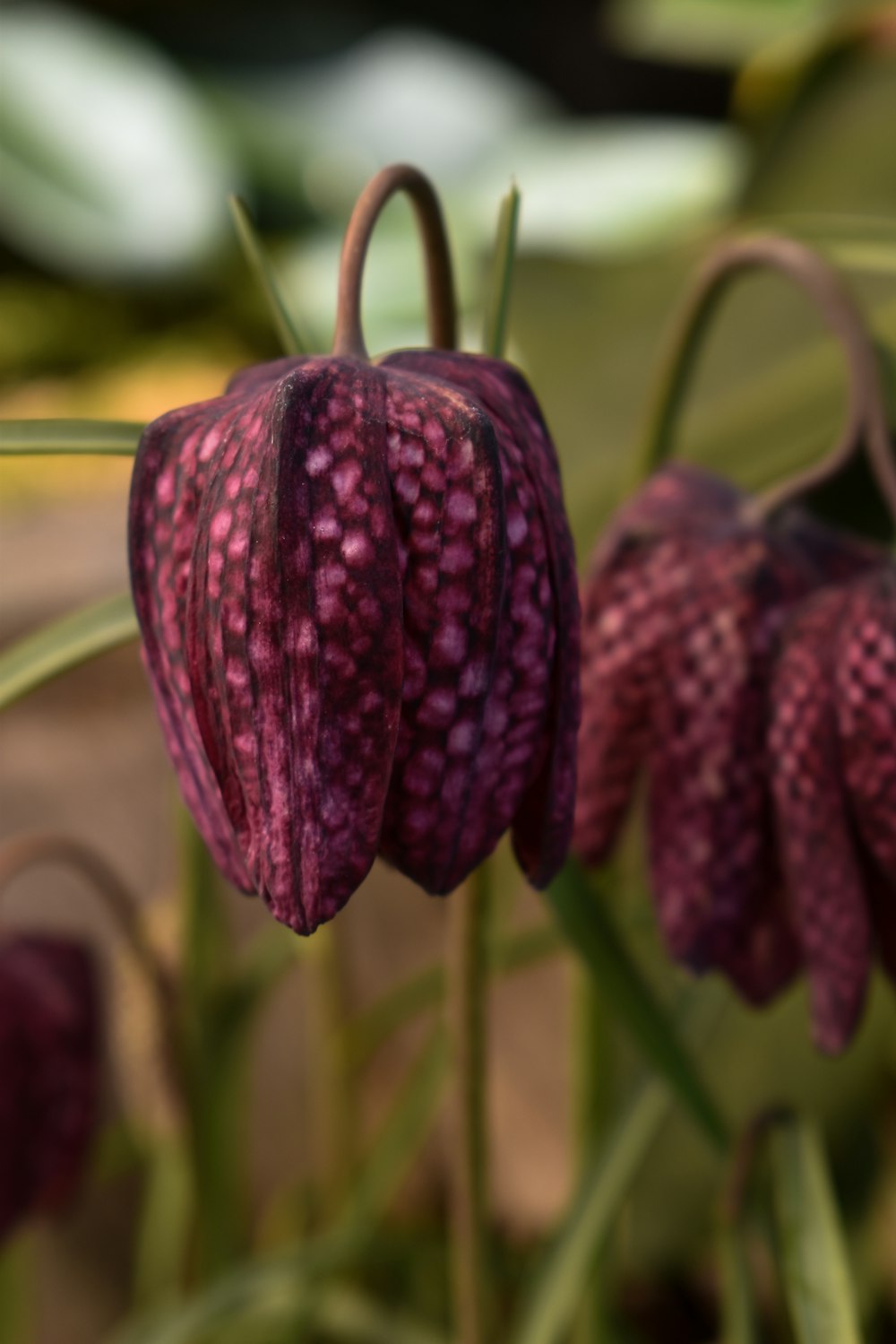 a close up of a flower with a blurry background