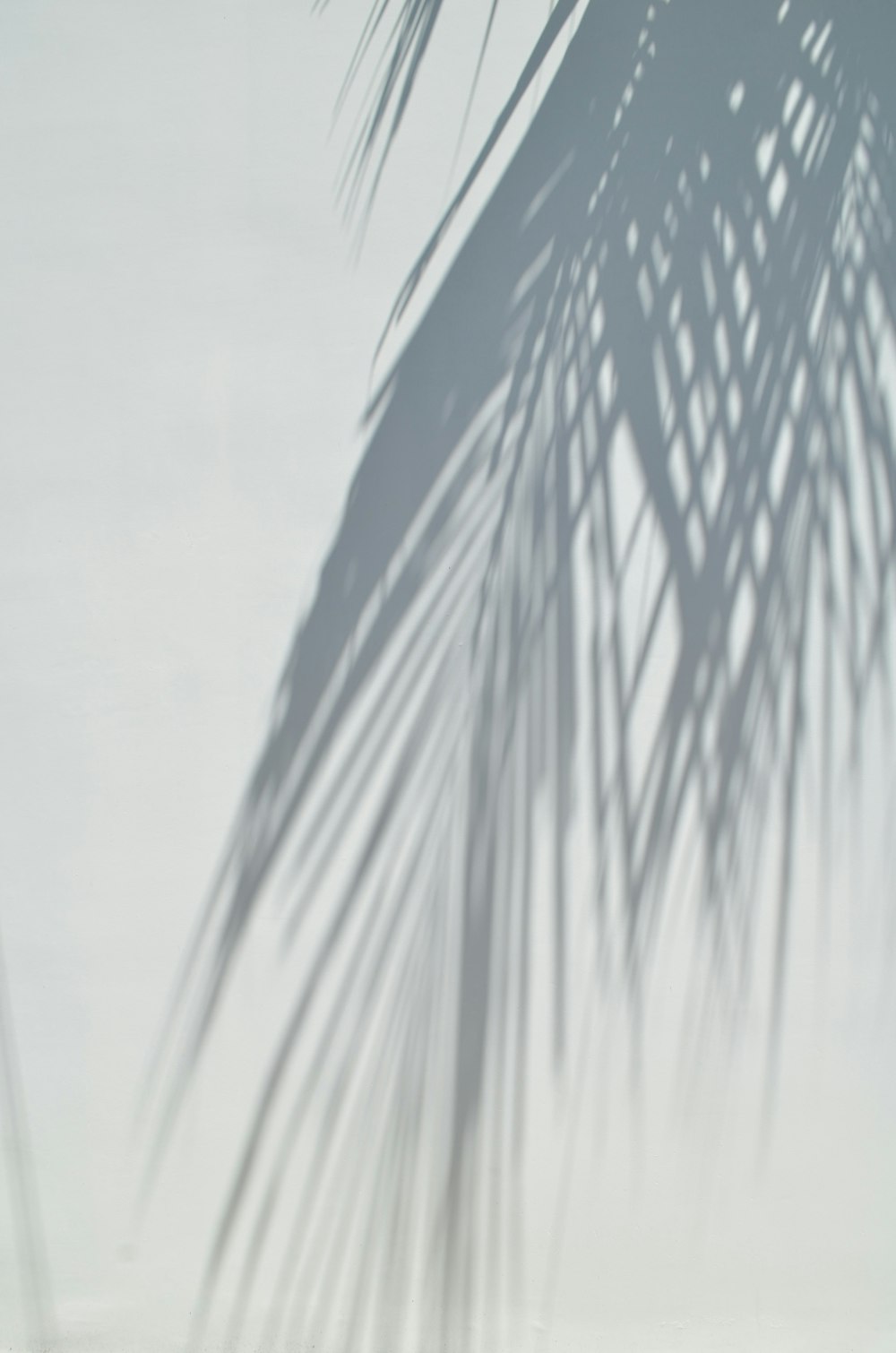 a palm tree casts a shadow on a white wall