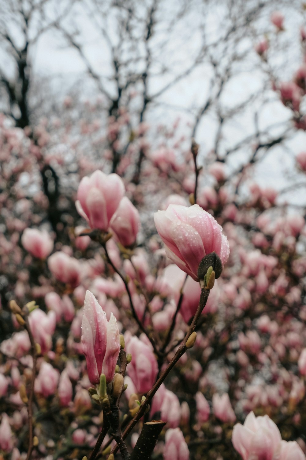 a bunch of pink flowers that are on a tree