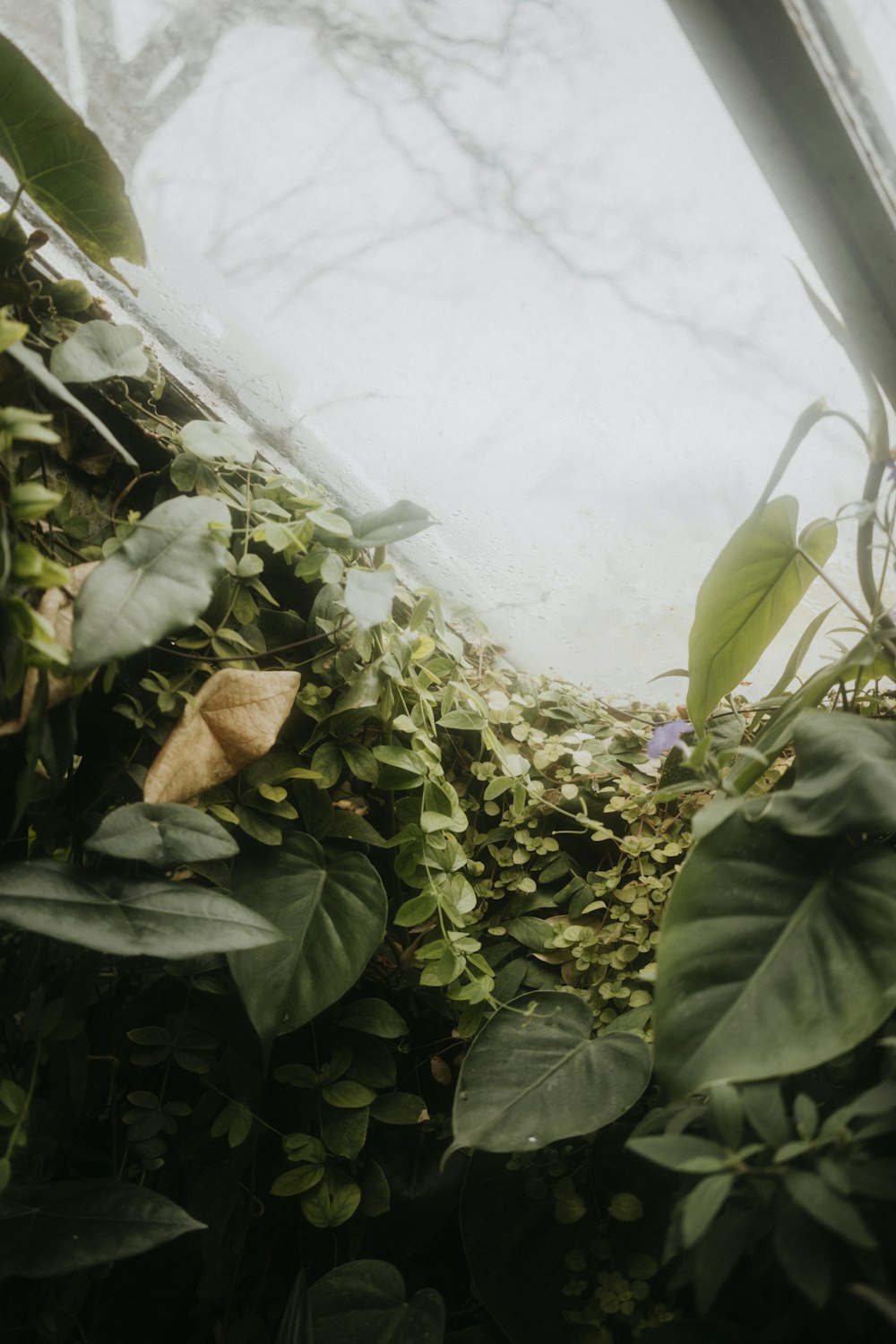 a green house with plants growing inside of it