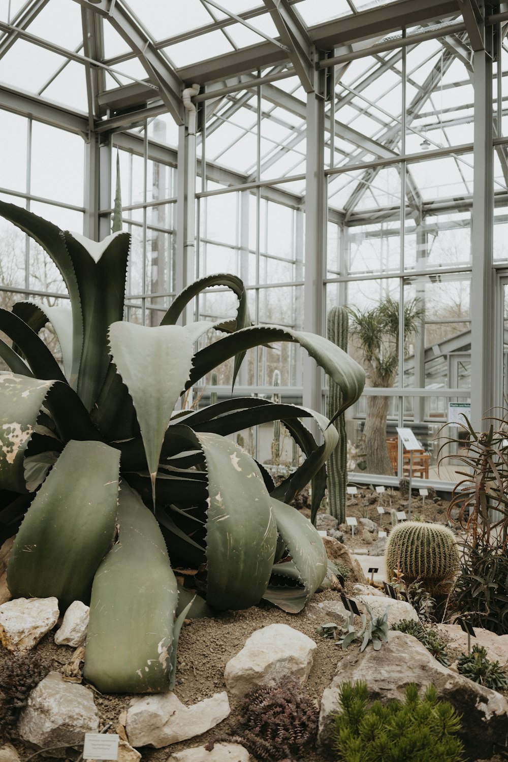 a cactus in a greenhouse with rocks and plants