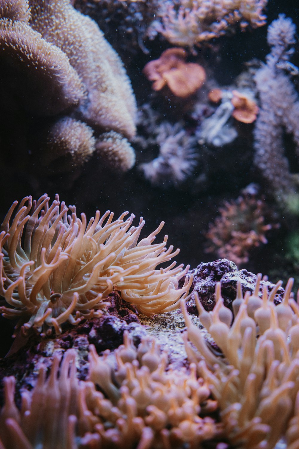 anemone and sea anemones in an aquarium