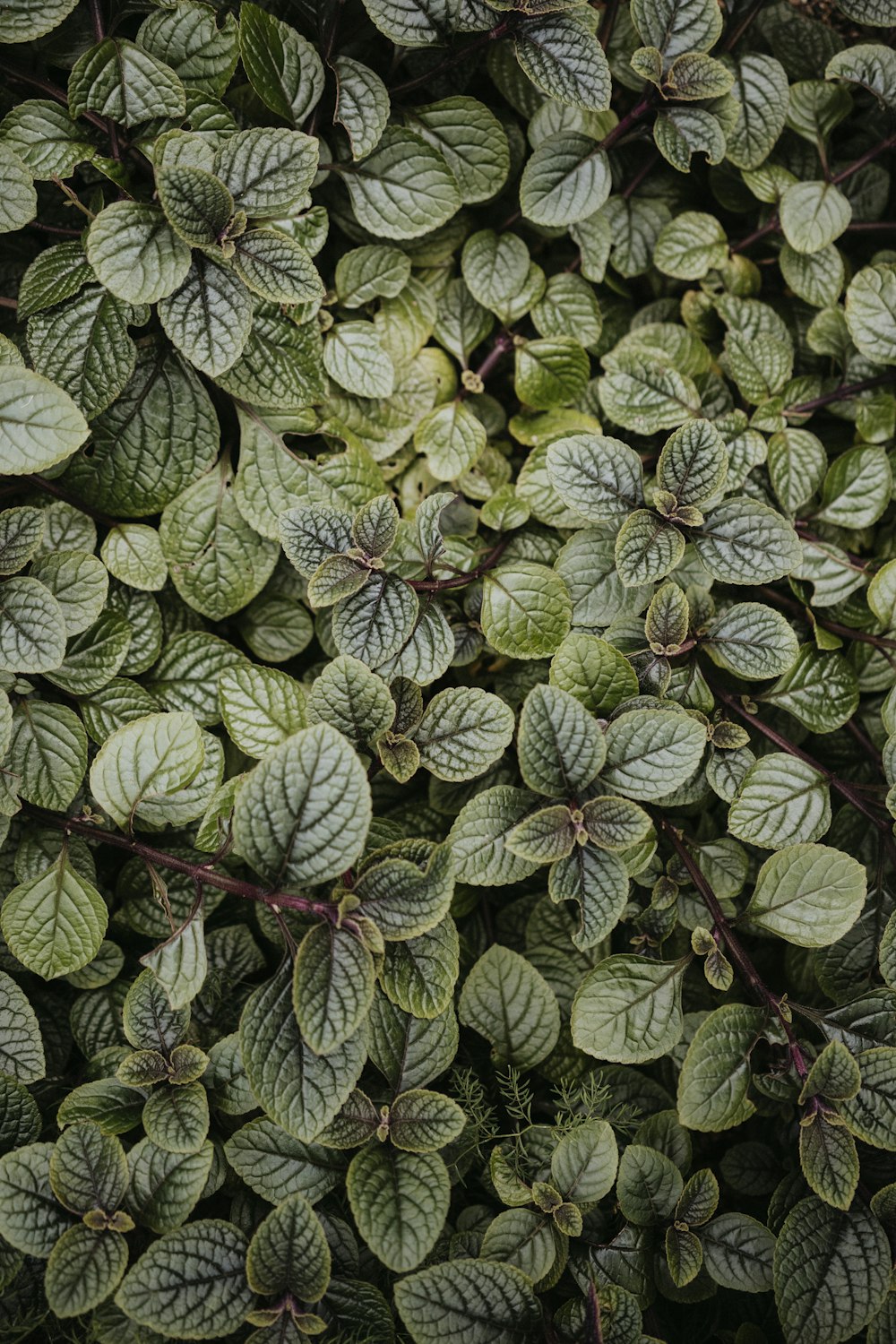 a close up of a plant with green leaves