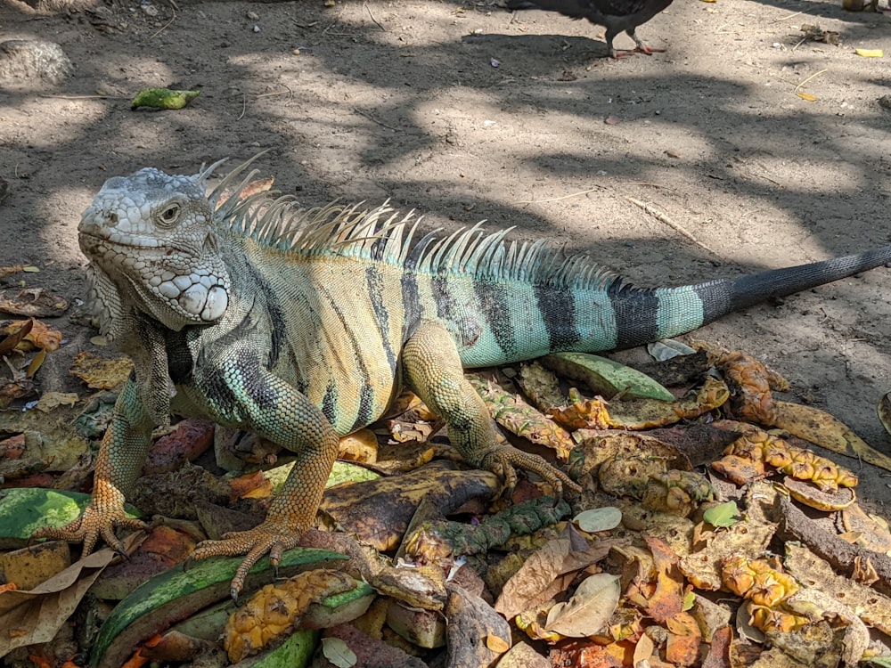 an iguana and a bird on the ground